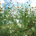 Blooming Small White And Yellow Flowers With Green Stems And Leaves In Sunlit Grassland