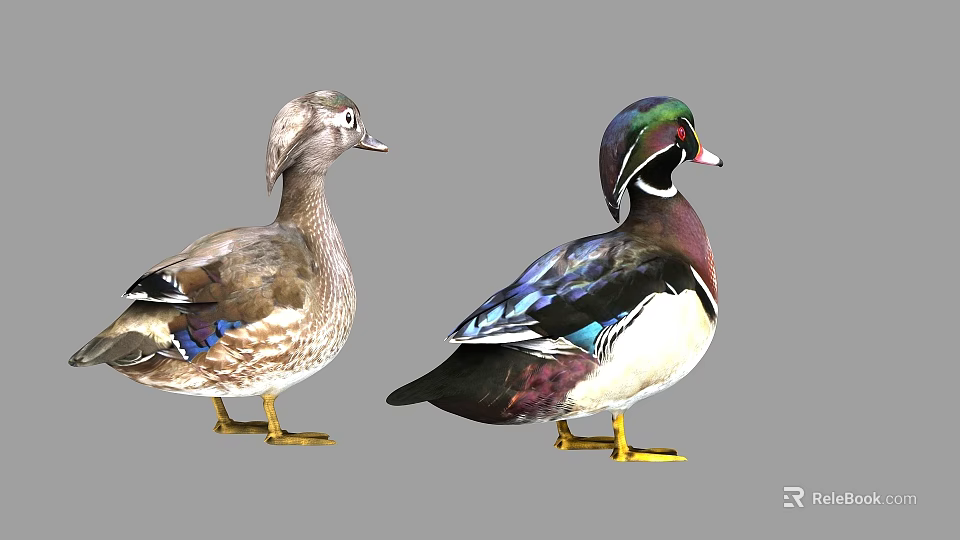 Two Mandarin Ducks With Vibrant Green Purple Blue And White Feathers Standing On Gray Background 3d model 