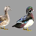 Two Mandarin Ducks With Vibrant Green Purple Blue And White Feathers Standing On Gray Background
