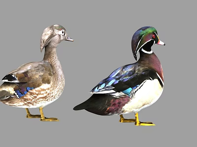 Two Mandarin Ducks With Vibrant Green Purple Blue And White Feathers Standing On Gray Background 3d model