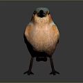 Peregrine Falcon Sparrow Pigeon Wingbird Pearl Bird Hummingbird Flamingbird Bird Animal 3d model