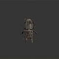 Modern beetle dung beetle beetle chafer 3d model