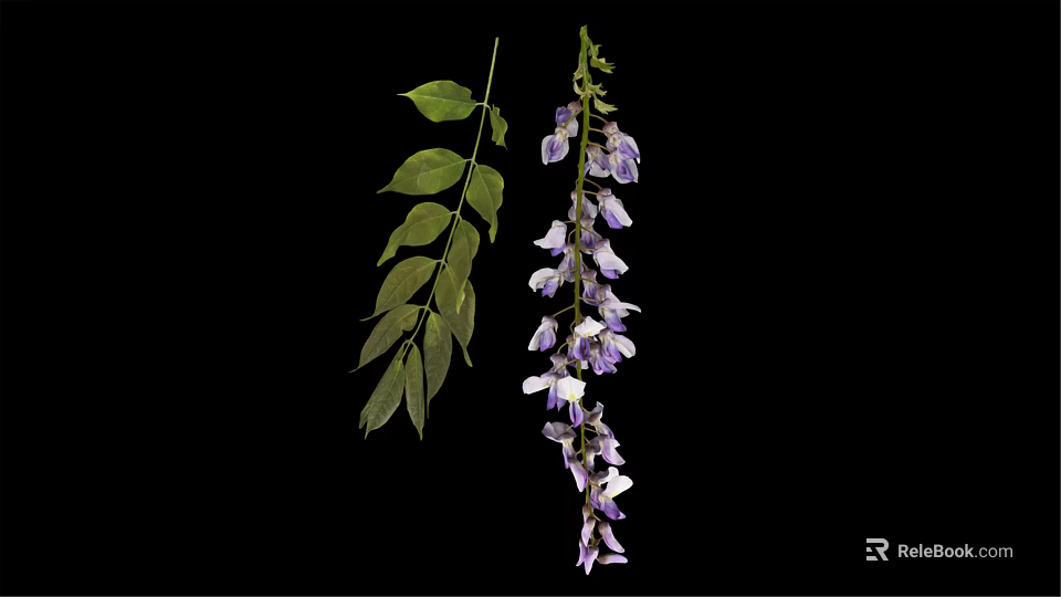 Wisteria Plant With Hanging Purple Flower Clusters And Green Leaves 3d model 