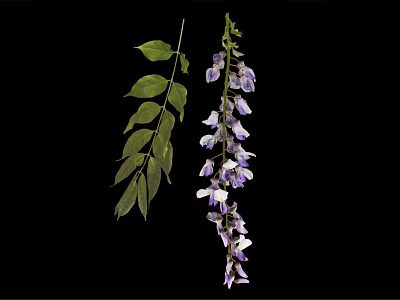 Wisteria Plant With Hanging Purple Flower Clusters And Green Leaves 3d model
