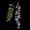 Wisteria Plant With Hanging Purple Flower Clusters And Green Leaves