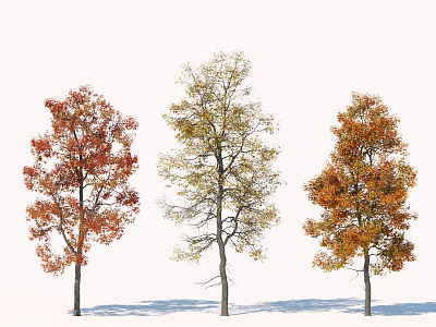 Three Arbor Trees With Red Yellow Autumn Leaves And Shadows On White Background 3d model