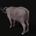 Realistic 3D Buffalo Model Featuring Detailed Horns On Black Background