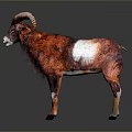 Reddish Brown And White Ram With Large Curved Horns Standing On Dark Background 3d model