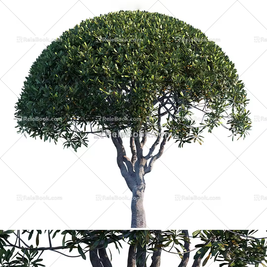 Modern Tree Landscape Tree 3d model