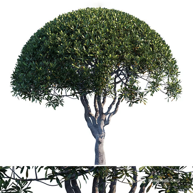 Tall Arbor Showcasing Round Canopy Dense Green Foliage And Branched Trunk 3d model 
