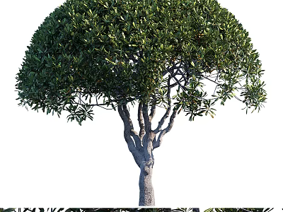 Modern Tree Landscape Tree 3d model
