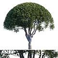 Modern Tree Landscape Tree 3d model