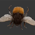 Close Up View Of Black And Yellow Fuzzy Bee With Transparent Wings Flying Insect 3d model