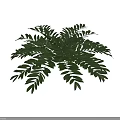 Lush Green Fern Plant With Feathery Leaves In 3D Rendered Dark Gray Background