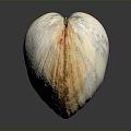 Natural Shell With White Yellow Gray Color Ribbed Surface And Smooth Texture