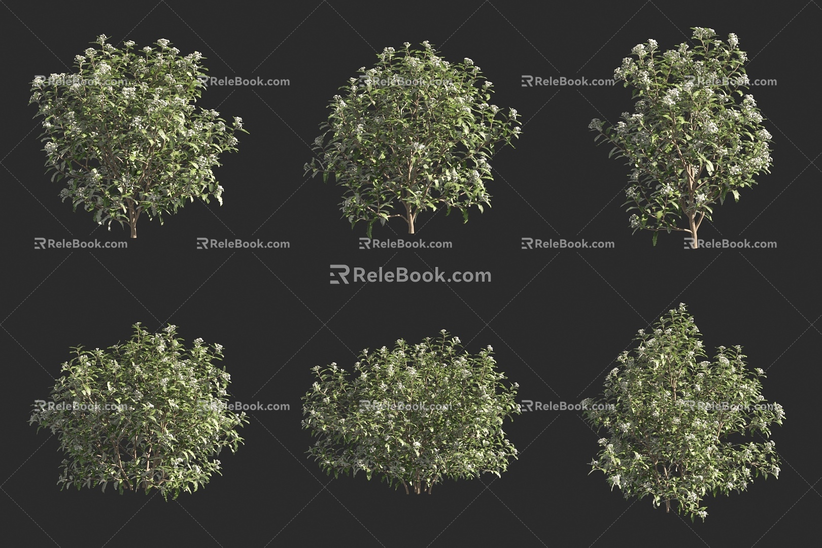 olive shrub flower tree 3d model