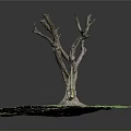 Bare Tree With Thick Trunk Surrounded By Green Grass And Exposed Soil