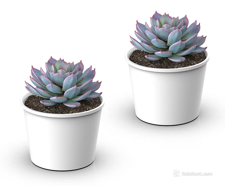 Succulent Potted Plants With Purple Blue Leaves And Red Edges In White Pots 3d model 