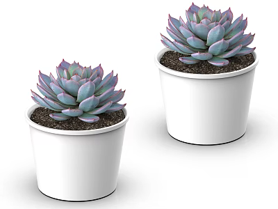 Succulent Potted Plants With Purple Blue Leaves And Red Edges In White Pots 3d model