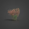 Various Types of Plants with Different Colored Leaves and Flowers