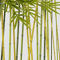 Lush Bamboo Grove With Green Yellow Stalks And Fresh Vibrant Leaves