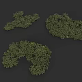 Three Lush Green Bushes With Dense Foliage On Black Background