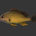 Modern Fish Marine Fish Yellow Flower Fish Food Fish Tropical Fish Ornamental Fish Marine Life 3d model