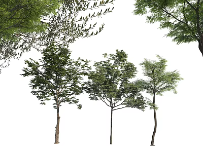 Arbor Trees in Different Forms with Clear Trunks Branches and Leaves on White Background 3d model