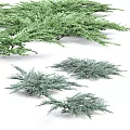 Various Types Of Evergreen Shrubs With Green And Blue Foliage For Garden Landscaping