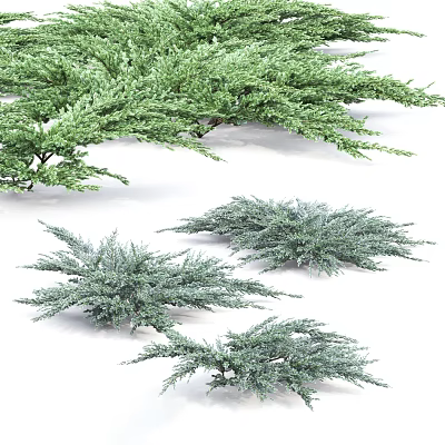 Various Types Of Evergreen Shrubs With Green And Blue Foliage For Garden Landscaping 3d model