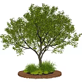 Lush Green Arbor with Dense Foliage on Circular Wooden Platform and Grass