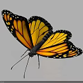 Monarch Butterfly Showing Orange Wings With Black Edges And White Spots On Dark Background