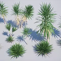 Green Agave Plants in Various Sizes and Different Forms 3D Rendered on Gray Background 3d model