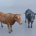 Two Brown and Gray Bulls Standing Calmly on Light Colored Smooth Surface 3d model