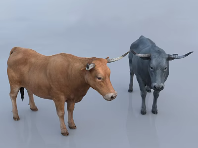 Two Brown and Gray Bulls Standing Calmly on Light Colored Smooth Surface 3d model