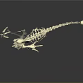 White Animal Skeleton With Long Tail And Clawed Feet On Black Background