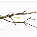 Natural Wood and Stone Branches with Rustic Decorative Texture Details