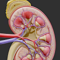 Woman's Kidney Anatomy Structure Showing Detailed Internal Organs And Vessels