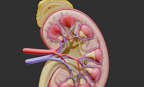 Kidney Anatomy Cross Section Kidney Anatomy Human Anatomy Cells Human Structure Organs 3d model