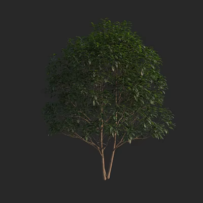 Modern tree abortion Dangui Sijigui Laurel 3d model