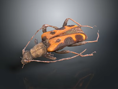 Orange and Black Spotted Longhorn Beetle With Long Antennae On Dark Surface 3d model