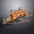 Orange and Black Spotted Longhorn Beetle With Long Antennae On Dark Surface