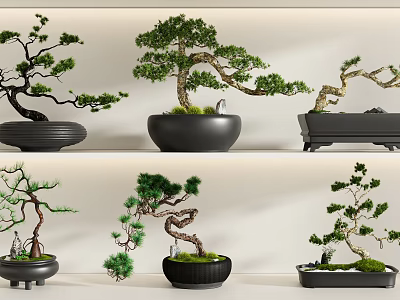 Various Artistically Shaped Bonsai Trees Planted In Black Ceramic Pots 3d model