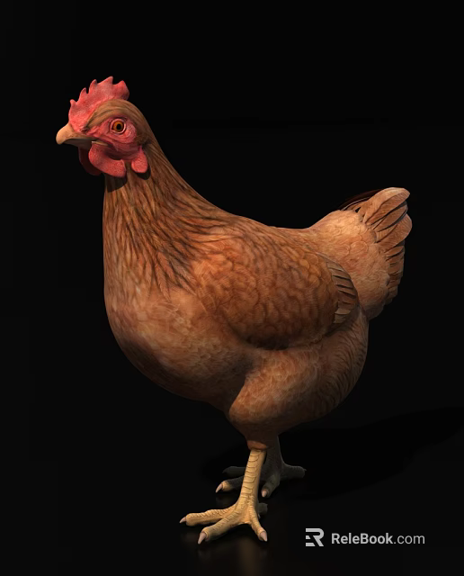 Flying Animal Brown Feathered Chicken With Red Comb Standing On Black Background 3d model 