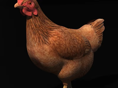 Flying Animal Brown Feathered Chicken With Red Comb Standing On Black Background 3d model
