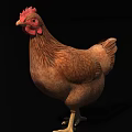 Flying Animal Brown Feathered Chicken With Red Comb Standing On Black Background