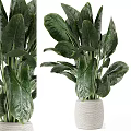 Lush Bonsai Potted Plant with Large Green Leaves in White Woven Textured Pot