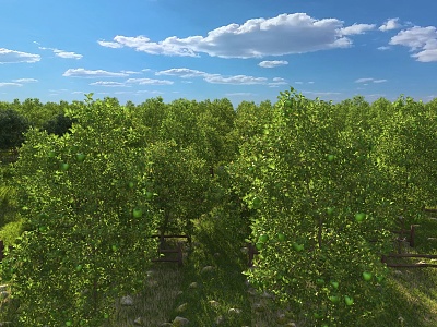 plant fruit tree orchard apple tree 3d model