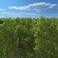 plant fruit tree orchard apple tree 3d model