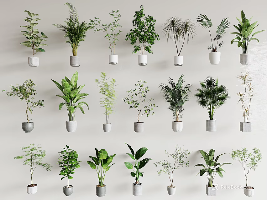 Various Bonsai Potted Plants Displayed With White Ceramic Pots And Green Leaves On White Background 3d model 